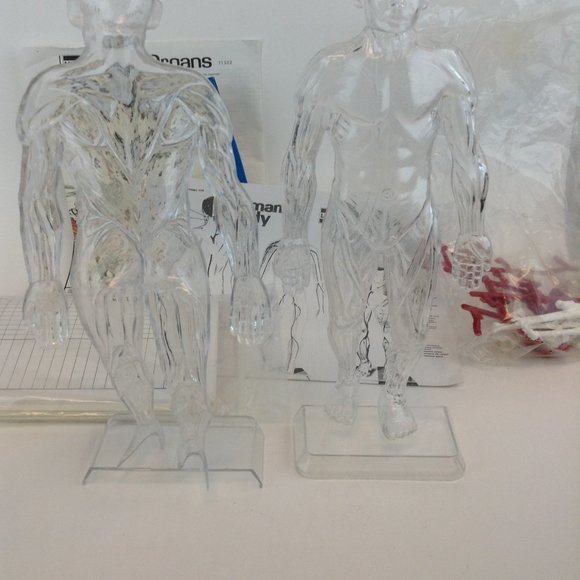Human Body Science Kit from Educational Insights Kit #EI-2525 Teaching Tool - Picture 3 of 14